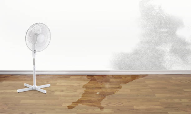 Best Water damage contractors near me  in Edgeworth, PA